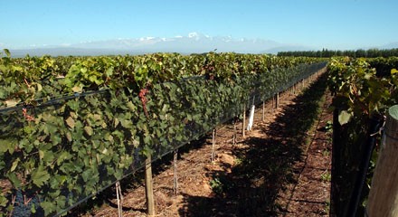 Inserción laboral de mujeres de distintas generaciones en la vitivinicultura